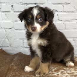 Toy Australian Shepherd Puppies from South Paw Toy Aussies