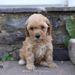 Joy - Red female Cockapoo puppy in Canastota, New York from Silver City Cockapoos