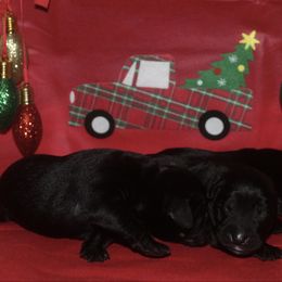Girl 3 - Black female Labrador Retriever puppy in Four Oaks, North Carolina from TLC Retrievers