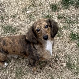 Amren - Dachshund