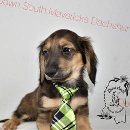 Black and cream sable - Sable male Dachshund puppy in Seminary, Mississippi from Down South Mavericks Dachshunds