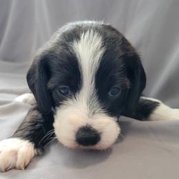 Blanche - Red tri-color female Assorted Doodle Crosses puppy in Blackfoot, Idaho from Lucky Pup Meadows