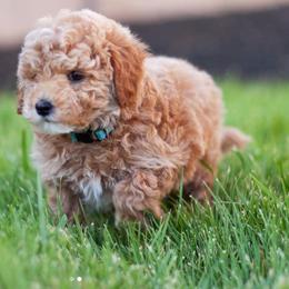 Goldendoodle Puppies from Utah Mini Doodles