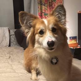 Pembroke Welsh Corgis from Solstice Farm Corgis
