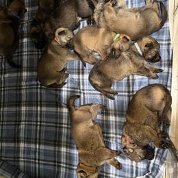 A1-1 Sable Boy - Sable male German Shepherd puppy in Lincoln, California from Valor-K9s