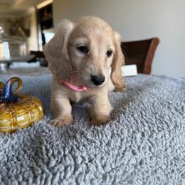 Rosalie - Cream female Dachshund puppy in Molino, Florida from Dooney's Dachshunds