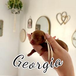 Georgia - Red  female Poodle puppy in Munster, Indiana from Miranda’s Sunshine Poodles and Doodles