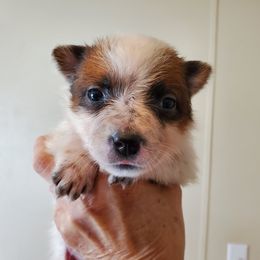 Full mask red girl - Red mottled female Australian Cattle Dog puppy in Lenoir, North Carolina from Blue Coyote Ranch