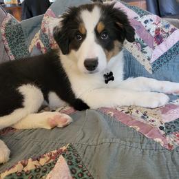 Border Collie Puppies from Cahill’s Canines