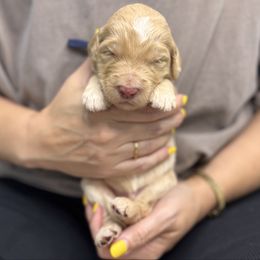 Jig - Apricot male Goldendoodle puppy in Garland, Texas from Twilight Doodles