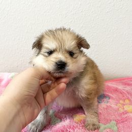 Echo - Red and white Pomsky puppy in Jacksonville, Florida from Paws Of Pomskys