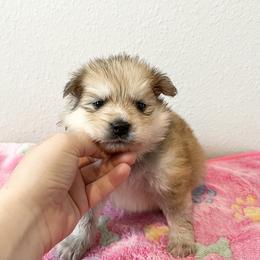 Echo - Red and white Pomsky puppy in Jacksonville, Florida from Paws Of Pomskys