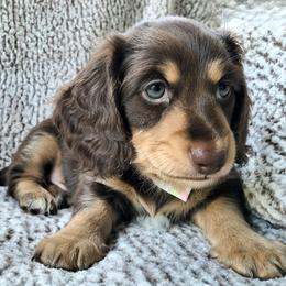 Marty - Chocolate and cream male Dachshund puppy in Waynesboro, Tennessee from Owl Hollow Farm Miniature Dachshunds
