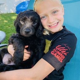 Boy “Smoke” - Goldendoodle puppy in Heber City, Utah from Sammy’s Doodles