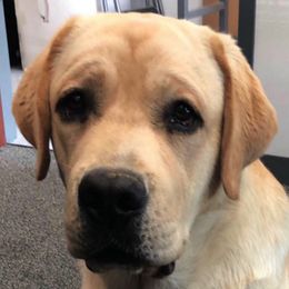 Labrador Retrievers from MayCroft Labradors