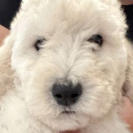 Poodles from Austin poodles