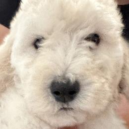 Poodles from Austin poodles