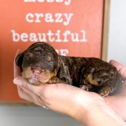 Reeses - Phantom female Poodle puppy in Murrieta, California from Apricot Poodles & Goldendoodles, LLC