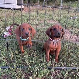 Bluetick Coonhound and Redbone Coonhound Puppies from Harmons Hounds