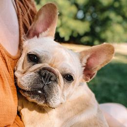 Aspen - French Bulldog