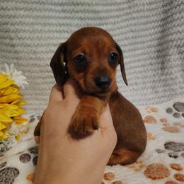 Summer - Red female Dachshund puppy in Hudson, Michigan from Mittentail Kennel Miniature Dachshunds & Australian Shepherds