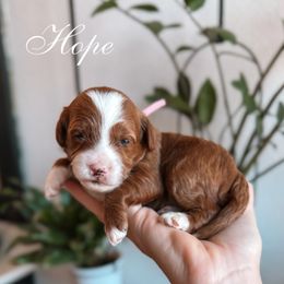 Pink collar - Red  female Goldendoodle puppy in Corona, California from West Coast Goldendoodles