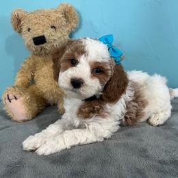 Almond Joy - Parti female Goldendoodle puppy in Pendleton, Oregon from Blushing Doodles