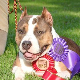 Poodles from JHT’s Standards