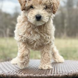 Blu - Apricot male Goldendoodle puppy in Montrose, Michigan from Livy’s Doodles