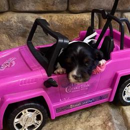 OREO. CKC FULL RIGHTS - Black and cream male Dachshund puppy in Elizabethtown, Kentucky from Teeny Tiny Puppy Tails