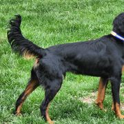 Fergus - Gordon Setter