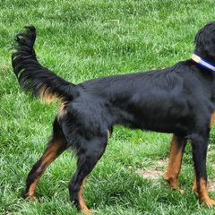 Fergus - Gordon Setter