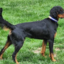 Fergus - Gordon Setter