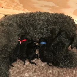 Kerry Blue Terrier Puppies from Lindmar Kerry Blue Terriers