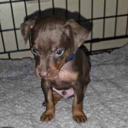 SCM1-Dark Blue - Black and rust male Miniature Pinscher puppy in Middle Point, Ohio from Knisely's Min Pins-AKC