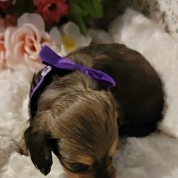 Dachshund Puppies from CLARK'S BREEDING PROGRAM
