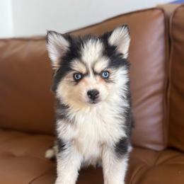 Bliss - Black and white female Pomsky puppy in Mesa, Arizona from Platinum Pomskies