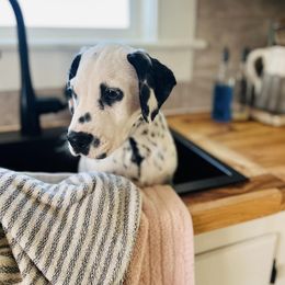 Basset Hound and Dalmatian Puppies from Lazy B Bassets and Dalmatians