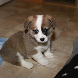 Pembroke Welsh Corgi Puppies from Mountain Maryland Corgis