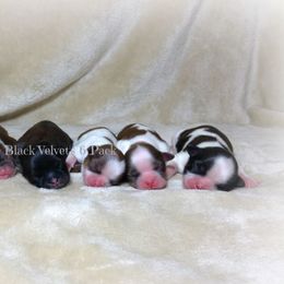 Shih Tzu Puppies from Black Velvet Shih Tzu