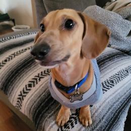 Blue - Dachshund
