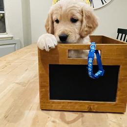 Boy 2 - Golden male Golden Retriever puppy in Carmichael, California from Sadie Lane Family Goldens