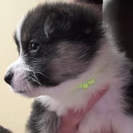 Tri girl 2 - Black and tan female Pembroke Welsh Corgi puppy in Mountain View, Hawaii from Celtic Corgis