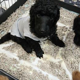 Tan - Black male Poodle puppy in Big Rapids, Michigan from Meeker's Ridge Standard Poodles