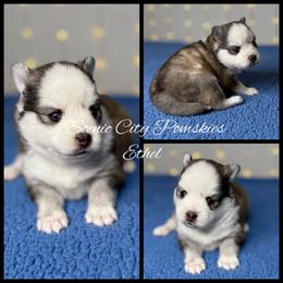 Ethel - Silver and white female Pomsky puppy in Rossville, Georgia from Scenic City Pomskies