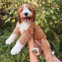 Kona - Apricot female Goldendoodle puppy in Atlanta, Georgia from Cedarcrest Goldendoodles