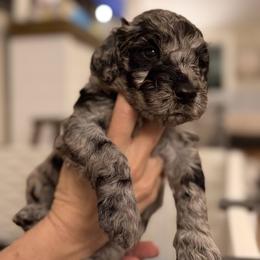 Renegade - Merle male Assorted Doodle Crosses puppy in Polkton, North Carolina from Gaga's Doodles
