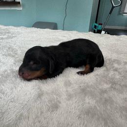 Midnight - Black and tan male Dachshund puppy in Live Oak, Florida from Johnson’s Weiner Farm