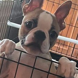 Boston Terriers from Ford's Traditional and Colored Boston Terriers