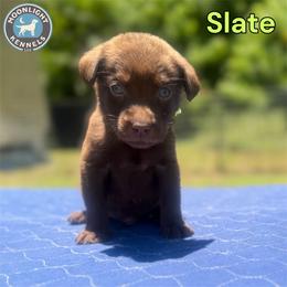 Slate - Light Blue Collar - Chocolate male Labrador Retriever puppy in Elloree, South Carolina from Moonlight Kennels LLC